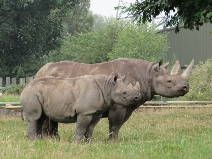 Chester Zoo