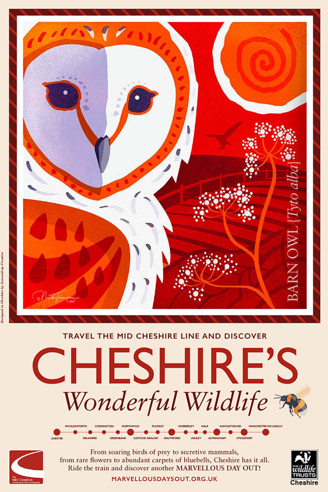 Cheshire's Wonderful Wildlife-Barn-Owl