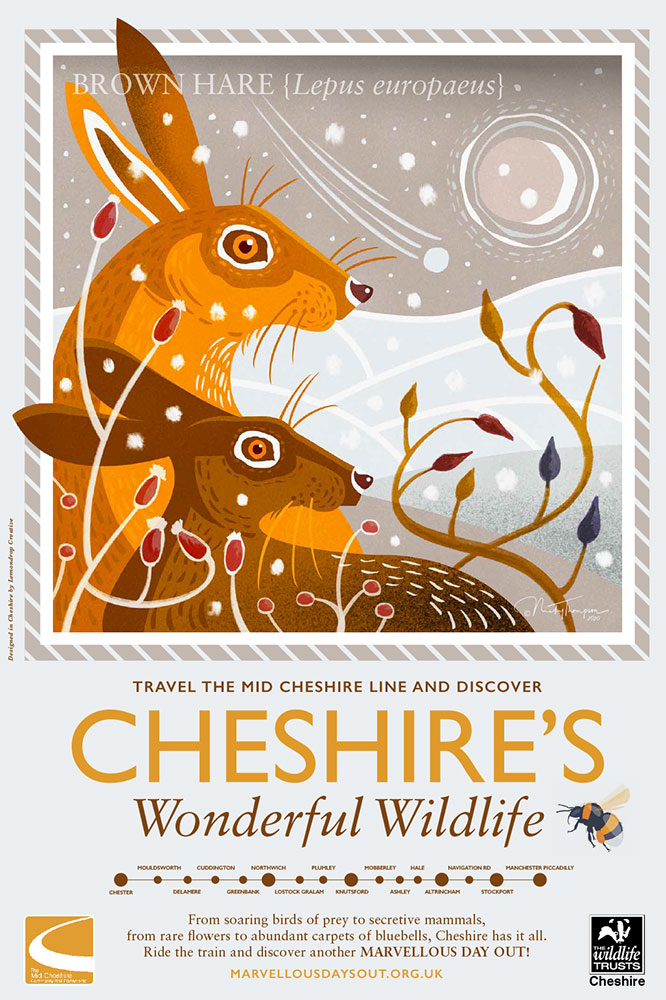 Cheshire's Wonderful Wildlife-Brown-Hare