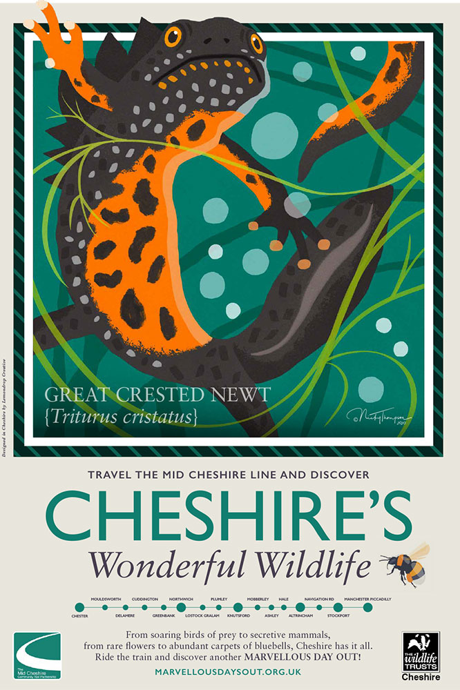 Cheshire's Wonderful Wildlife-Great-Crested-Newt