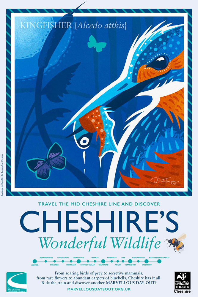Cheshire's Wonderful Wildlife-Kingfisher