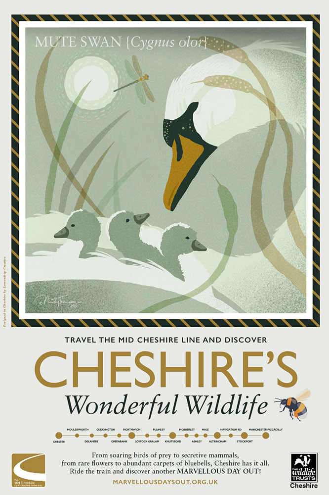 Cheshire's Wonderful Wildlife-Mute-Swan
